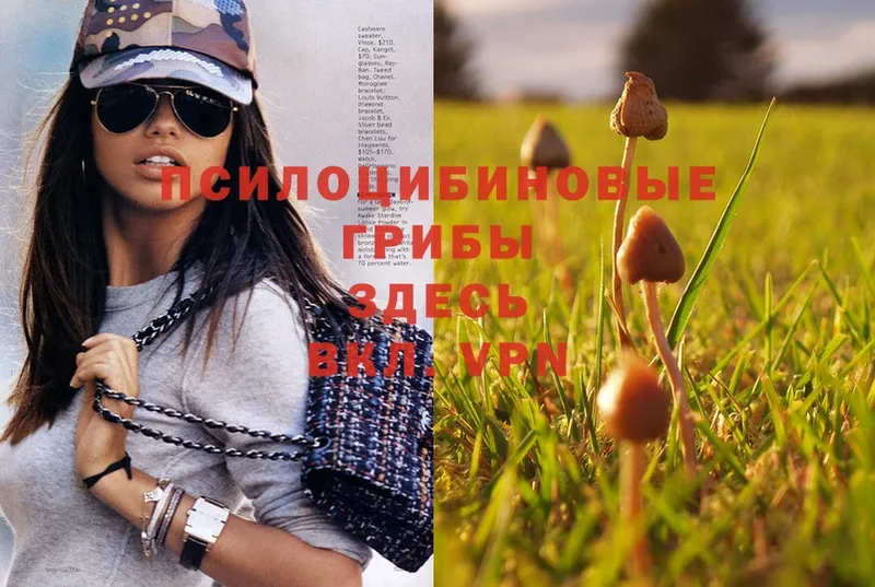 Псилоцибиновые грибы Psilocybe  Туапсе 